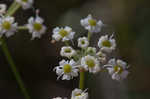 Stiff cowbane